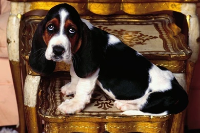 Basset Hound Wallpapers Dogs Wallpapers (7013786) Fanpop
