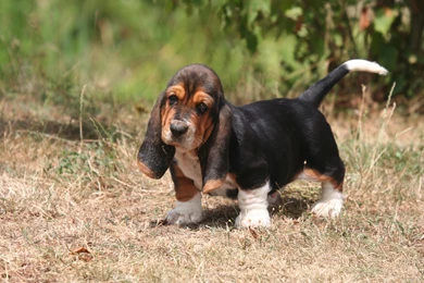 Animals___Dogs_Beautiful_puppy_basset_hound_in_nature_049592_.jpg