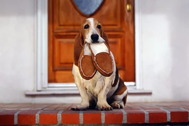 Basset Hound