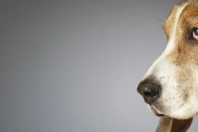 Download Wallpapers, Download 1080x960 Heavy Body Hush Puppy ...