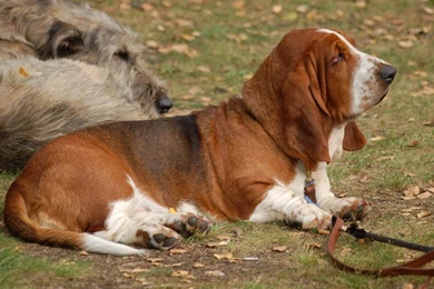Basset Hound 1600x1200 Wallpapers,Basset Hound 1600x1200 ...