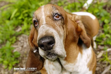 Basset Hound Portrait Photos   Basset Hound Wallpapers 1024x768 NO ...