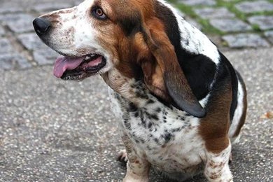 Basset Hounds Wallpapers   Android Apps On Google Play