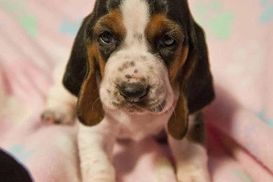 Newborn Basset Hound   Wallpaper.