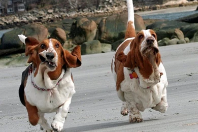 Basset Hound Lovely Face 1440x900 Wallpapers,Basset Hound 1440x900 ...