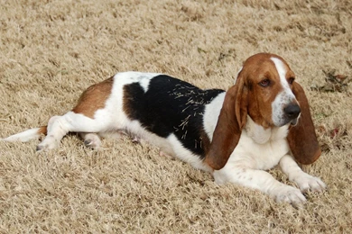 Index Of /user content/uploads/wall/o/46