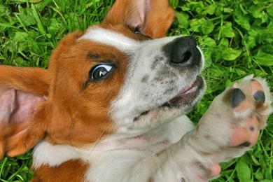 Index Of /user content/uploads/wall/o/42