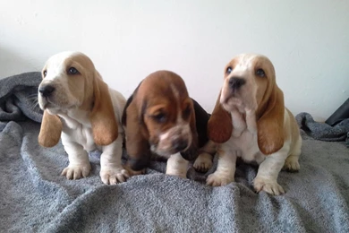 Basset Hound Puppy 24 Cool Hd Wallpapers   DogBreedsWallpapers.com