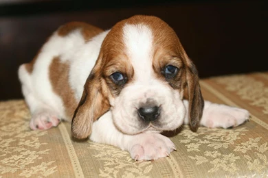 Index Of /user content/uploads/wall/o/56