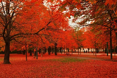 Autumn Foliage Wallpapers