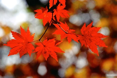 Autumn Tints,Goden Autumn, Beautiful Autumn Leaves Wallpapers ...