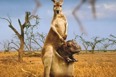 Animals Hd Wallpapers Free Download,desktop Wallpapers