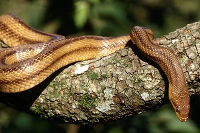 Snakes To High definition Close up Wallpapers 8   Animal Wallpapers ...