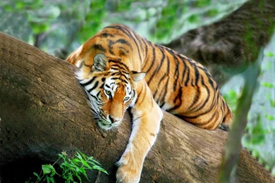 Wild Tiger Hd WallPapers Free Download