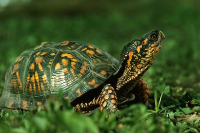 Download Animals Grass Reptiles Tortoise Free Wallpapers 1920x1200 ...