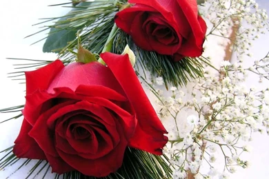 Flower Wallpapers Download