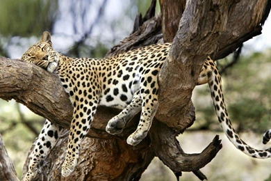 Jaguar Sleeping On A Tree Download Free Hd Wallpapers Of Jaguar ...