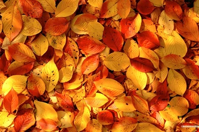 Download Fall Desktop Wallpapers Widescreen