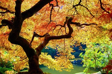 Maple Tree Wallpapers HD