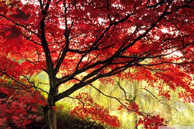 46 HD And QHD Wallpapers Of Gorgeous Trees (Round 2)