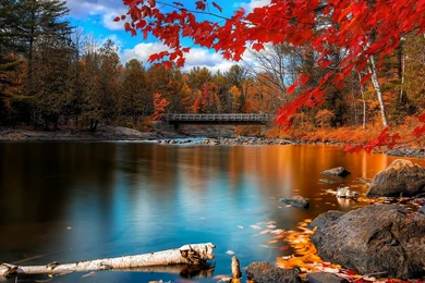 InterfaceLIFT Wallpaper: Maple Tree