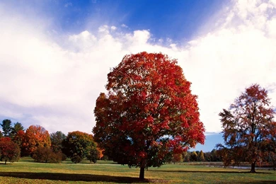 Red Maple Tree, Bernheim Forest Arboretum, Clermont < Nature ...