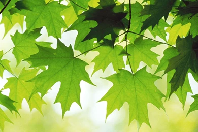 Leaves Of A Maple Tree >> HD Wallpaper, Get It Now!