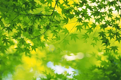 Maple's Leaves HD Wallpapers