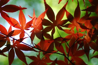 Red Maple Tree HD Desktop Wallpapers : High Definition : Fullscreen ...