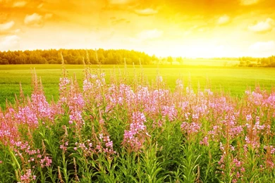 Maple Tree Pictures Wallpapers