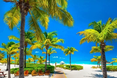 20+ Tropical Backgrounds, Wallpapers, Images