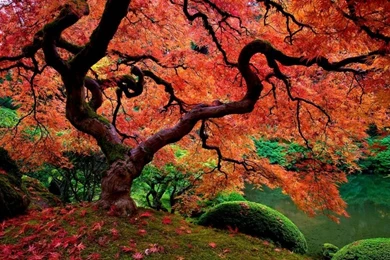 Maple Tree Wallpapers