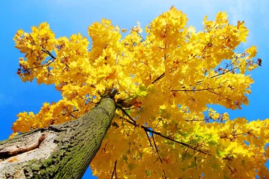 Autumn Maple Tree Wallpapers