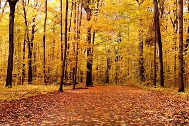 Yellow Maple Leaves And Tree Wallpapers   1680x1050   3649365