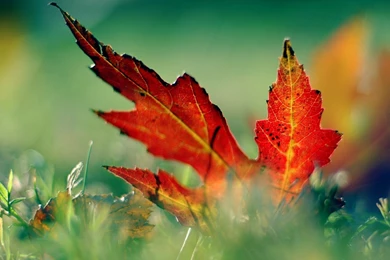 A Maple Leaf HD Wallpapers