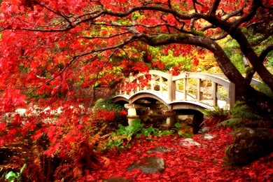 5 Maple Tree HD Wallpapers