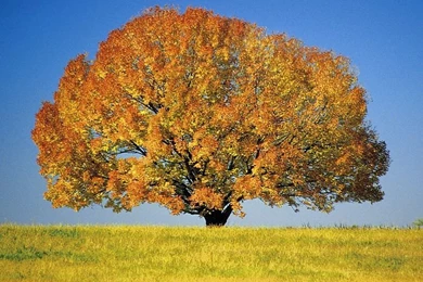 Flower Wallpapers : Colorful Maple Tree 21   Wallcoo.net