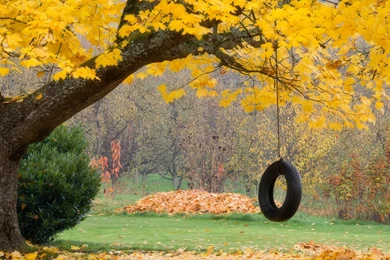 Download Wallpapers 3840x2400 Tree, Maple, Autumn, Swing, Wheel ...