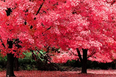 Nature Tree Beautiful Maple Autumn Red Wallpapers