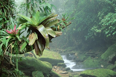 Brazil Rainforest Wallpapers » WallDevil Best Free HD Desktop And ...