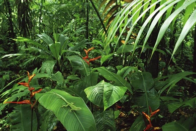 Rainforest Full Hd Wallpapers For Desktop Backgrounds Download ...