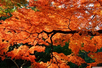 Beautiful Japanese Maple Tree Wallpapers