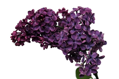 Lilac, Flower, Wallpaper, Full, Screen, High, Resolution, Free ...