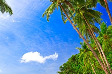 Aliexpress.com : Buy Free Shipping Vinyl 5x7ft Scenery Photography ...