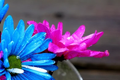 HD Daisys Flowers Rain Free Download