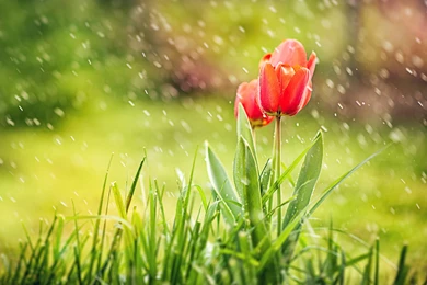 Red Tulip Rain Wallpapers