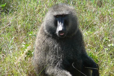 Yellow Baboon Wallpapers And Backgrounds   Animals Town