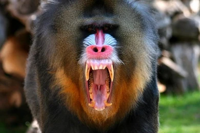 Baboon wallpaper 3   Pixdaus