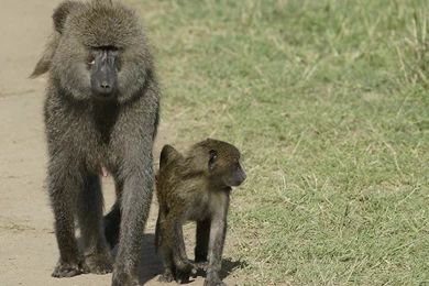 Baboon Wallpapers   Animals Town