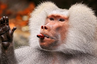 Baboon Wallpapers, Images, Photos, Pictures & Pics